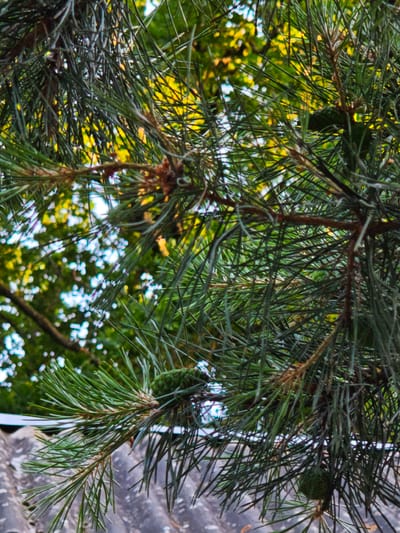 The image depicts a close-up view of pine needles and a pine cone. The pine branches are dense and dark green, with some brown accents indicating older growth or developing cones. In the background, out-of-focus foliage of other trees is visible, with patches of sunlight filtering through, creating a dappled effect. In the foreground, a portion of a gray, textured roof is visible, suggesting an outdoor setting in an urban or semi-urban environment. There are no people or animals in the image. The scene appears to be a still life of natural elements juxtaposed with man-made structures, possibly a residential area or park. The location specified, Sosny, Ukraine, provides context for the type of vegetation and climate.