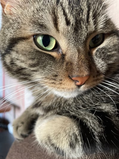 A close-up, head-and-shoulders shot focuses on a tabby cat's face. The cat has green eyes with dilated pupils, a pink nose with a black spot, and long white whiskers. Its fur is a mix of brown, black, and gray stripes. The cat's left paw is visible, resting on a brown surface. The background is blurred, with hints of light and color, suggesting an indoor setting. There is no visible indication of the cat's location in Cherkasy, Ukraine.