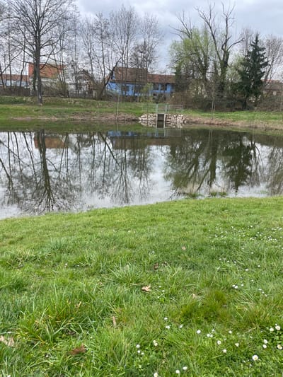 The image depicts a static outdoor scene in Holtzheim, France, captured under an overcast sky. The foreground consists of an expanse of unkempt green grass, punctuated by numerous small white daisy-like flowers and a few scattered brown leaves. This grassy area occupies approximately the lower two-thirds of the frame.

Beyond the grass lies a calm body of water, likely a pond, which extends horizontally across the image. The water surface exhibits clear reflections of the trees and structures on the opposing bank, indicating still conditions. On the far bank of the pond, slightly right of the center, a small man-made concrete structure with metallic railings is present, appearing to be a water control gate or a small dock, surrounded by an arrangement of stones.

The background features a densely treed area lining the far bank. Most trees are deciduous and bare, showing skeletal branches against the sky, though some exhibit faint green budding. A darker coniferous tree stands towards the far right. Behind this tree line, several residential buildings are visible. A prominent structure features a blue exterior with a reddish-brown tiled roof, situated slightly to the right of the concrete water structure. To its left, another building with a lighter facade and a similar tiled roof is partially visible. The upper portion of the image reveals a uniformly grey, cloudy sky. No human figures or discernible activities are present in the frame.