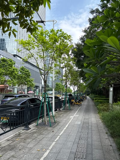 The image depicts a street scene in Haizhu District, China. In the foreground, a paved sidewalk runs along a row of parked cars. These cars are mostly dark-colored sedans, with some yellow bicycles parked along the sidewalk behind a metal fence. The sidewalk itself is made of gray paving stones and has a tactile paving strip for visually impaired individuals.
To the left of the sidewalk, the parked cars are separated from the sidewalk by a black metal fence and a row of young trees supported by green stakes. Behind the trees and fence is a multi-story building with a gray facade and large windows. There are some businesses visible on the ground floor of this building, with signage in Chinese characters.
Beyond the parked cars, the street continues with more trees lining the sidewalk. In the background, a tall modern building with a reflective glass facade rises into the sky. The sky is partly cloudy. To the right of the sidewalk, there is a dense line of greenery, including bushes and trees, providing a natural border to the urban environment. A lamppost is visible on the sidewalk, and a sign with Chinese characters is posted on a pole. The overall scene suggests a well-maintained urban area with a blend of commercial buildings, pedestrian pathways, and green spaces.