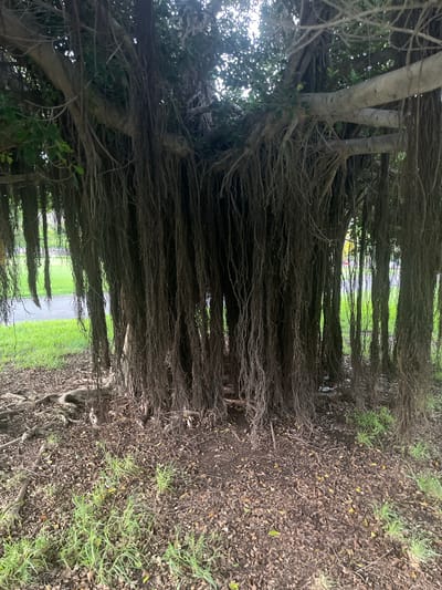 The image depicts a dense curtain of aerial roots from a banyan tree, creating a natural tunnel or alcove. The roots hang down in thick, dark strands, obscuring the view behind them. Through the gaps in the roots, a path or road is visible, bordered by lush green grass. The ground is covered with fallen leaves and some small patches of grass. In the background, beyond the tree, hints of distant structures or scenery can be glimpsed, bathed in a bright, diffused light suggestive of daytime, likely a sunny or overcast day given the lack of harsh shadows. The overall impression is one of a wild, overgrown, and perhaps somewhat mysterious natural environment. The location context indicates this is Las Palmas, Spain, a place known for its varied flora. No people, animals, or specific objects are prominently featured. The scene is static, focusing solely on the imposing presence of the banyan tree and its intricate root system. There is no visible text in the image.