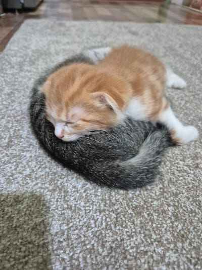 In the city of Koçkor-Ata, Kyrgyzstan, on a carpeted floor, two kittens are sleeping together. One kitten is orange and white, curled up on top of the other, which is grey and black tabby. The orange and white kitten's head is resting on the tabby kitten's back. Both kittens appear to be very young and comfortable. The lighting in the image is natural, coming from an unseen source. The background is slightly blurred, but appears to be a room with furniture.