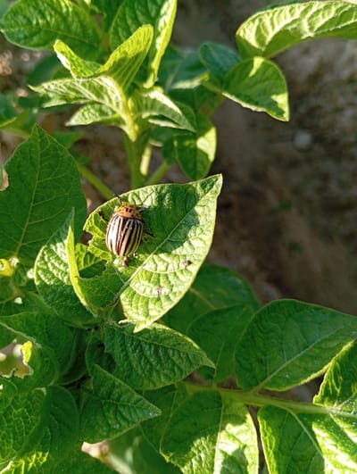 A close-up, vertically oriented, outdoor photograph depicts a potato plant with a Colorado potato beetle perched on one of its leaves. The beetle, identified by its distinctive yellow and black stripes, is positioned in the center of the frame on a green, slightly damaged leaf. The surrounding leaves are also green and textured, with sunlight casting shadows and highlighting the veins. The background consists of blurred, earthy tones, suggesting soil. The overall impression is one of a natural setting, likely a garden or field, in Chachersk, Belarus.