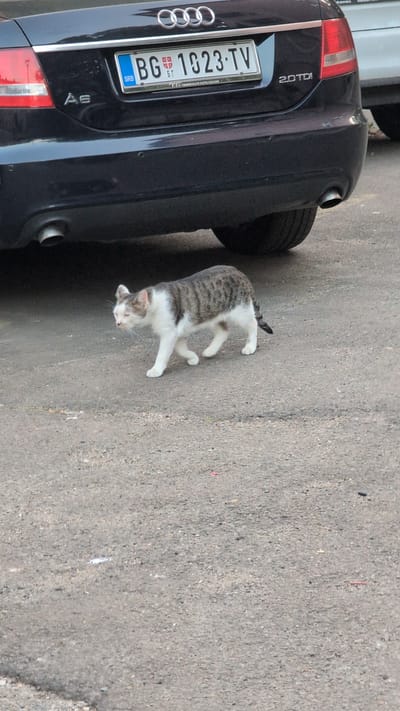 A grey and white cat walks on asphalt next to a black Audi A6. The cat is mostly grey with white paws, belly, and chest. It has a white patch on its face and a white tip on its tail. The car is a dark color, likely black, and has a license plate with the text "BG 1023-TV" and the Audi rings logo. The license plate also has the letters "SRB" in a blue rectangular section on the left side. The car has a "2.0 TDI" badge on the rear. The scene appears to be outdoors, with the asphalt suggesting a road or parking lot. The lighting suggests it is daytime, and the weather appears to be clear. The image was captured in the Palilula Urban Municipality, Serbia, as indicated by the "BG" prefix on the license plate, which is common for the city of Belgrade. No people are visible in the image.