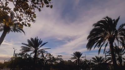 This is a low-angle outdoor photograph taken in the city of Pedro González, Venezuela, featuring a sky filled with wispy, light-colored clouds against a pale blue backdrop. The scene is dominated by the silhouettes of several palm trees, with their fronds fanning out against the sky. In the upper left corner, the branches and leaves of another tree hang into the frame, some leaves appearing yellowish-green. Towards the bottom of the image, a line of darker trees and foliage forms a dense horizon. Several streetlights are visible among the trees. In the far left of the image, the roof of a white car and other vehicles are partially visible. The overall lighting suggests it is either early morning or late afternoon.