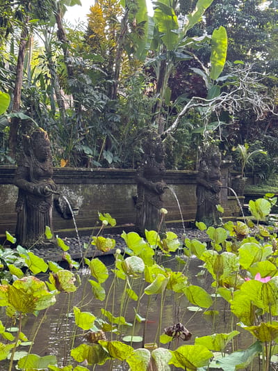 The image depicts a tranquil water feature in Ubud District, Indonesia, featuring three stone statues of women with water spouting from their hands into a pond filled with lotus plants. The statues are weathered and moss-covered, adding to the ancient aesthetic. Behind the statues, a stone wall stretches across the scene, and a dense jungle of tropical vegetation, including banana trees, forms a lush backdrop. The water in the pond reflects the surrounding greenery, and a few pink lotus flowers are visible. The overall atmosphere is serene and natural.