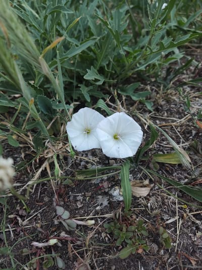 Two white bindweed flowers are prominently featured in the foreground of the image. They are positioned close together, with one slightly overlapping the other. The flowers have a trumpet-like shape and appear to be in bloom. The surroundings consist of dry, brown soil interspersed with green and brown vegetation. In the background, there are lush green leaves of what appear to be plants or weeds. The image is taken at a low angle, focusing on the flowers and the ground level environment. The location is the city of Kryvyi Rih, Ukraine.