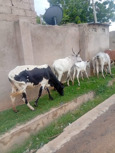 A group of cattle, some black and white and others white or light brown, graze on green grass in front of a light brown wall. One black and white cow is in the foreground, facing left with its head down. Behind it, several white cattle are visible, one with prominent horns. A small, white calf stands among the adult cattle. In the background, a satellite dish is mounted on a building, and trees are visible above the wall. The scene appears to be in a dusty or rural area, possibly a street side in Dutse, Nigeria.