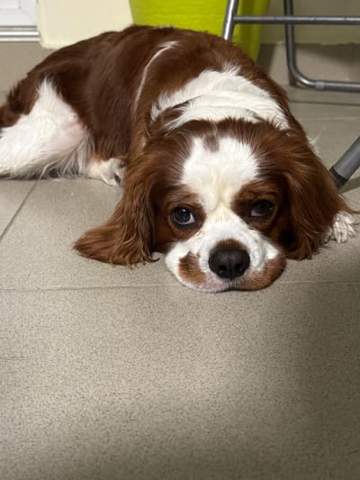 The image shows a close-up of a Cavalier King Charles Spaniel dog lying on a tiled floor. The dog has brown and white fur, with a white blaze on its forehead. Its eyes are dark and expressive, and its nose is black. The dog's head is resting on its paws. The background is out of focus, but appears to be an indoor setting with a green object and metal furniture. There is no indication of the city of Dobrich, Bulgaria, or any other specific location.