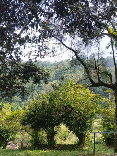 Lush greenery dominates the scene, with a dense forest sprawling across the background hills. Two bushy trees create an arch-like shape in the foreground, framing a glimpse of the forest behind. Overhead, tree branches and leaves create a partial canopy, filtering the sunlight. A green metal railing stands on the right side of the frame, marking a boundary. The overall impression is of a verdant, natural setting.