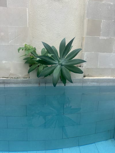 A large, green agave plant with thick, pointed leaves grows out of a crevice between a textured, light-colored stucco wall and a wall constructed of large, light gray rectangular stone blocks. To the left of the agave, a smaller, leafy green plant with thin stems is also growing from the same crevice. The wall abuts the edge of a swimming pool, which is filled with bright blue water. The water is clear, revealing the rectangular blue tiles that line the pool. The reflection of the agave plant and the wall is visible on the surface of the water. The scene appears to be outdoors, possibly in a courtyard or garden area. The location is stated to be Mengwi, Indonesia.