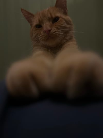 An orange tabby cat is captured from a low-angle perspective, with its paws prominently in the foreground, blurred by shallow depth of field. The cat's head is slightly tilted, with its eyes looking towards the camera. The background is a plain, muted green wall. The image provides no information or context that could place it within the city of Zabrze, Poland, or any other specific urban location. The scene is static and shows only the cat.