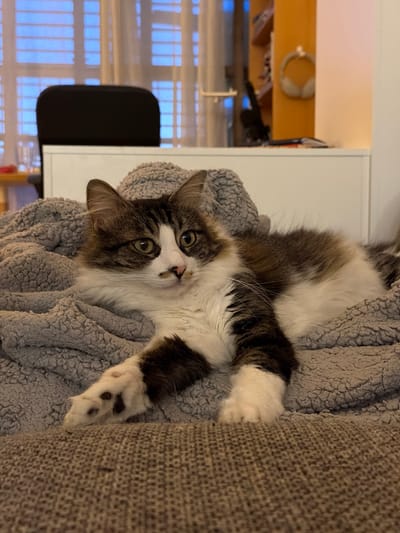 A medium shot depicts a long-haired cat lying on a grey blanket on a couch. The cat has white fur with brown patches and is looking at the camera with its green eyes. In the background, a window with blue blinds and a desk with headphones are visible. The location is likely indoors, though the city of Bat Yam, Israel, cannot be verified from the image.