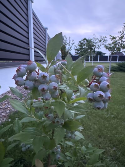 The image shows a blueberry bush with clusters of unripe, pale blue berries. The bush has green leaves and is growing outdoors in what appears to be a residential backyard. In the background, a dark, horizontal-slatted fence and a section of a white wall are visible. Beyond the fence, there is a lawn, some trees, and a cloudy sky. The lighting suggests it is either early morning or late evening. The scene is located in the Бараўлянскі сельскі Савет, Belarus. There are no people visible in the image.