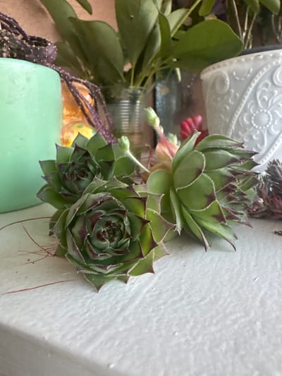The image shows a close-up of several succulent plants, likely Sempervivum, resting on a textured white surface. The succulents are green with reddish-purple tips on their leaves, forming tight rosettes. A thin, reddish thread-like material is visible near the base of the plants, possibly a root or a decorative element. In the background, out of focus, are other plants in pots, including a bright green pot on the left and a white decorative pot on the right. The overall scene suggests an indoor setting, possibly a shelf or windowsill. There is no indication of the specific location in Kostinbrod, Bulgaria.