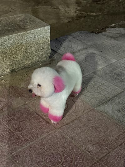 A small, white, fluffy dog, consistent with a Poodle or Bichon Frise breed, stands centered on a tiled pavement in An Hải Ward, Vietnam. The dog's ears, the tips of all four paws, and the tip of its tail are dyed bright pink. Its mouth is slightly open, revealing a pink tongue, and its dark eyes are directed towards the left side of the frame. The pavement consists of square tiles with circular embossed patterns, varying in color from reddish-brown to a lighter grey. To the left of the dog, a rectangular, light grey concrete block with a rough texture is situated on the pavement. The background beyond the concrete block and the pavement appears dark and indistinct, indicating low light conditions. No other individuals or subjects are visible.