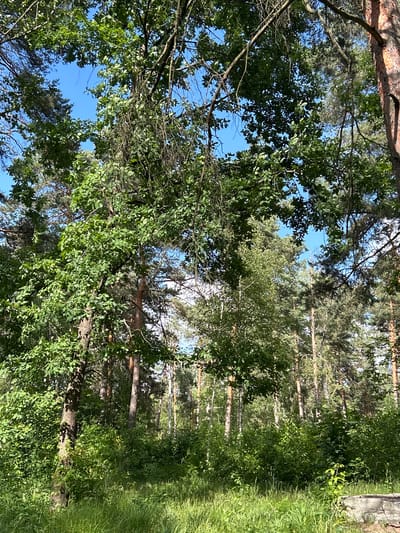 This is a vertical, wide-angle shot looking up into a dense forest. The canopy is thick with lush green leaves, with sunlight filtering through in places, creating a dappled effect. The trees appear to be a mix of deciduous and coniferous, with some tall, slender trunks visible in the background, suggesting a natural forest environment. The sky is a clear, bright blue, indicating it is daytime and likely fair weather.

On the right side of the image, a strip of tall, vibrant green grass lines the edge of the forest, with a hint of a grey, rough surface, possibly a concrete structure, at the very top right edge. The overall impression is one of a serene and verdant natural landscape, possibly a park or a wooded area accessible to the public. There are no people or animals visible in the frame. The image evokes a feeling of peace and immersion in nature. The time of day appears to be midday or early afternoon given the bright sunlight and clear sky. The location context suggests this is a scene from Svietlahorsk, Belarus. There is no visible text in the image.