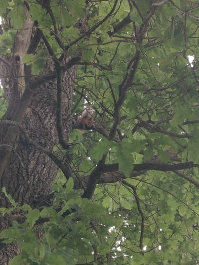 A squirrel is perched on a tree branch in the city of Лесной Пейзаж-2 Кп (шарапово), Russia. The squirrel is light brown and appears to be facing the viewer. It is surrounded by green leaves and branches, suggesting a natural, outdoor setting. The image is shot from a low angle, looking up into the tree canopy.