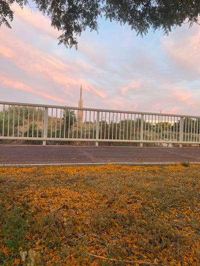 The image depicts an outdoor scene during twilight in Picassent, Spain, characterized by a sky displaying soft pink and blue streaky clouds. Dark green leaves from an overhead tree extend into the upper portion of the frame. A white metal fence with vertical bars runs horizontally across the mid-ground. In front of the fence, a dark paved path, consistent with a bicycle or pedestrian lane, is visible, marked by a thin white line along its edge. The foreground consists of dry grass and sparse green foliage, profusely covered with small, bright orange-yellow petals.

Behind the fence, the ground rises, covered in a mix of dry, light-colored tall grasses, scrub, and some green bushes. Prominently positioned to the left of the image's center, a tall, slender, light brown structure with a tapered or pointed apex, resembling a monument or tower, stands against the horizon. To the far right, a distant utility pole is visible. No individuals are present, and no actions are discernible.