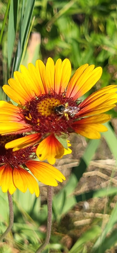 The image shows a close-up of a bee on a yellow and red flower. The bee is black and silver and is collecting pollen from the flower. The flower has bright yellow petals with red centers. The background is blurred green grass and foliage. The image was taken in Tetianivka, Ukraine.