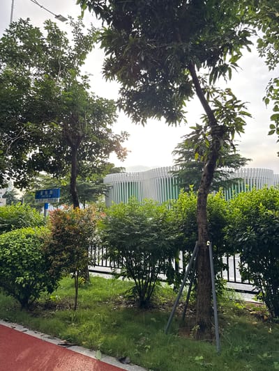 The image shows a street scene in Haizhu District, China. In the foreground, there is a red track, likely a running path, bordered by a strip of grass and then a row of various shrubs and trees. A thin tree, supported by three metal stakes, stands in the middle of the grassy area. Behind the vegetation, a dark metal fence can be seen. Further in the background, a modern, white building with a curved, slatted facade is partially visible, with green bushes in front of it. A blue street sign with Chinese characters and the English text "XING YUE LU" is mounted on a pole to the left of the thin tree. The sky is overcast, with sunlight filtering through the leaves of the trees, creating dappled light. There are no people visible in the image.