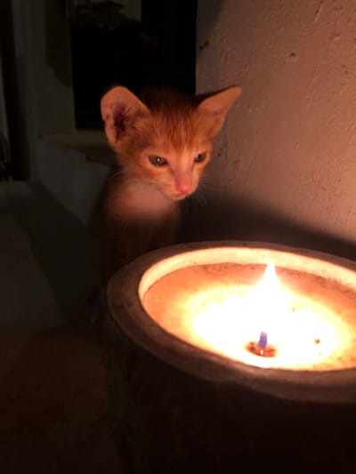 The image shows a close-up of an orange kitten sitting near a lit oil lamp. The kitten is looking to its right, with its ears perked and its eyes partially closed. The oil lamp is in the foreground, and its flame is bright and casts a warm glow on the kitten and the surrounding wall. The background is dark and out of focus, with a hint of a window or opening on the left side. The scene appears to be indoors, possibly in a dimly lit room. There is no indication of a specific location in Mũi Né, Vietnam, beyond what can be inferred from common Vietnamese settings and the style of the oil lamp.