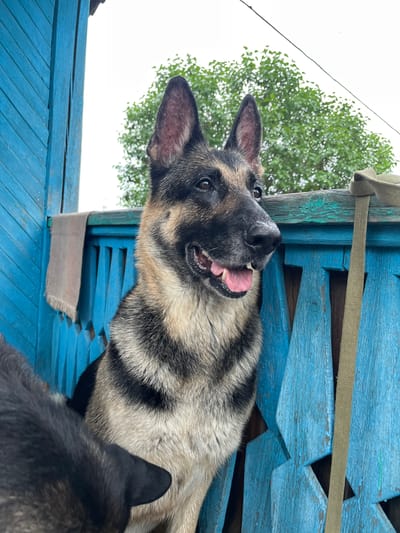The image shows two dogs, one German Shepherd and another darker-furred dog, in an outdoor setting. The German Shepherd is in the foreground, lying down with its head tilted back and tongue hanging out, appearing playful and happy. It has black, tan, and grey fur. The second dog, mostly out of frame, is black and partially visible in the lower right corner of the image.
They are positioned on a weathered blue wooden structure, possibly a porch or part of a building. The wood is painted a vibrant blue but shows signs of age with peeling paint and a rough texture. A light brown strap is visible stretched across the blue wooden planks, suggesting it might be part of a restraint or decoration.
In the background, lush green foliage from a tree is visible against a bright, overcast sky, indicating it is daytime. The overall impression is a candid snapshot of pets enjoying a moment together outdoors, likely in a rural or suburban environment given the rustic wooden structure and natural surroundings. The scene evokes a feeling of casual relaxation and canine companionship. No visible text is present in the image. The location context suggests this scene takes place in Nizhny Tagil, Russia.
