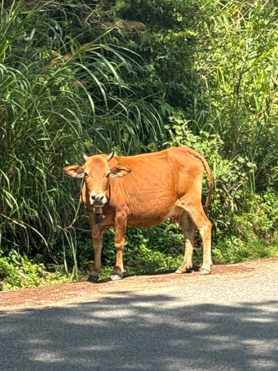 A medium brown cow stands on the side of a paved road, facing the camera. The cow is wearing a dark colored collar with a bell. Behind the cow, a dense growth of green vegetation, likely grass and shrubs, forms a wall. The road surface is asphalt, and sunlight casts dappled shadows on it. The scene appears to be in a rural or semi-rural setting, possibly along a roadside in the city of Lạc Dương, Vietnam, characterized by the abundance of tropical foliage.
