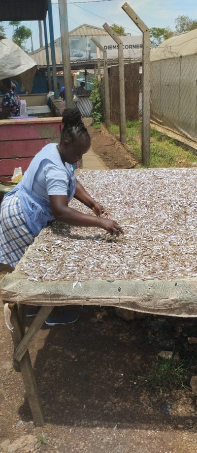 A woman is standing to the right of a wooden table with a net stretched across the top. The net is covered with a thick layer of dried, silver fish. The woman is wearing a blue shirt and a plaid skirt and is using her right hand to push the fish around. She is standing in front of a fence made of metal bars, and the ground is dry and brown. The woman's hair is braided and tied back in a ponytail. The scene is a market place in Kisumu, Kenya at latitude -0.145, longitude 34.736.  There is a sign that says “DIEMS CORNER” in the upper right corner.  Behind the woman are a few people, all blurred out, and a roof of a building can be seen in the distance.