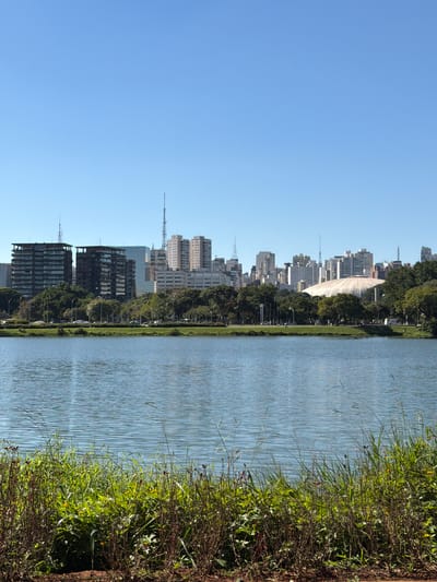 The image depicts a panoramic view of a lake in the foreground, with a cityscape in the background. The lake's surface is calm with gentle ripples, reflecting the clear blue sky. Lush green vegetation and some brown, dry branches line the immediate foreground. Beyond the vegetation, a manicured lawn slopes towards the lake.

In the middle ground, a line of trees separates the park area from the urban landscape. Behind the trees, a diverse collection of buildings, including modern high-rises and a distinctive domed structure, form the skyline. Several tall antenna towers are also visible. The buildings are predominantly light-colored, with glass facades on some of the taller structures. A road with passing cars and streetlights can be seen between the trees and the buildings, indicating an active urban environment.

The scene is bathed in bright daylight, suggesting it was taken on a clear day, likely in the morning or afternoon given the shadows. The overall impression is one of a well-maintained urban park providing a natural respite within a bustling city.

This scene is identifiable as the **Parque Ibirapuera in São Paulo, Brazil**. The domed structure is the Oca, and the buildings in the background are part of the city's skyline, with the distinct shape of the IBM Building and other notable structures visible. The lake in the foreground is a prominent feature of the park.
