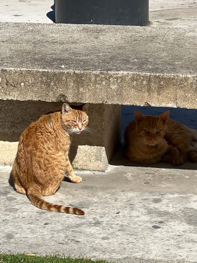 Two ginger cats rest on and between concrete steps in bright sunlight. The cat at the bottom of the frame is lying down with its tail extended, facing the upper-left. The other cat, higher up, is sitting and looking towards the viewer. Vegetation is seen on the far-right. A black vertical pipe is seen on the far-left. The location may be Tangier, Morocco.