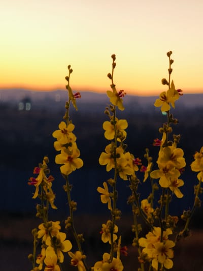 The image captures a cluster of yellow wildflowers against a dusky sky, likely at dusk or dawn, with a blurred cityscape in the background. The flowers are delicate, with five petals each and a reddish-purple center. They grow on thin, green stems, some of which are adorned with small, unopened buds. The background exhibits a gradient of soft yellows and oranges at the horizon, transitioning to a deep blue-purple haze. Faint lights from buildings are visible in the distance, suggesting an urban or semi-urban environment. The foreground is dominated by the flowers, with their forms rendered in sharp detail against the softer, out-of-focus backdrop. The overall impression is one of natural beauty juxtaposed with the distant signs of human civilization. This scene is located in the Lachish Regional Council, Israel.