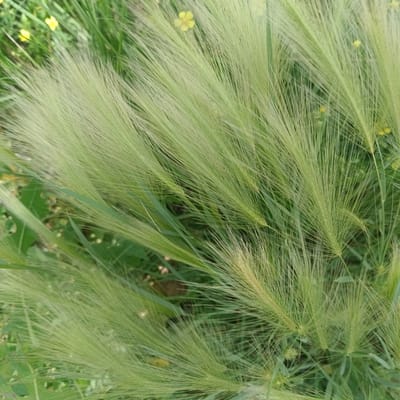 The image is a close-up, high-angle shot of a patch of foxtail grass. The grass is predominantly a pale green, with some stalks showing a slight yellowish hue. The feathery seed heads of the grass dominate the frame, creating a soft, textured appearance. In the background, out of focus, are other green leaves and a few small, yellow wildflowers. The overall impression is one of natural, uncultivated growth. There are no people, animals, or man-made structures visible in the image. Based on the context of Samara, Russia, this scene likely depicts a grassy area, possibly a field, meadow, or undeveloped patch of land within or on the outskirts of the city.