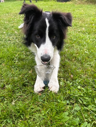 A black and white Border Collie dog lies on lush green grass, its head tilted upwards and towards the camera. The dog is holding a clear plastic bottle in its mouth, with its front paws resting on the bottle and the grass. The dog's eyes are open, and it appears to be looking directly at the viewer. Its fur is fluffy, with black markings on its head and back, and white fur on its chest, legs, and muzzle. Small white flowers are scattered throughout the grass. The lighting suggests it is daytime, with bright, natural light, and the overall scene appears to be outdoors. The dog's expression could be interpreted as playful or inquisitive. There is no visible text in the image. The location is Riga, Latvia.