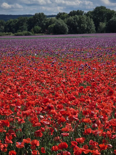 This vertical outdoor photograph presents a wide-angle view of extensive poppy fields in Prietržka, Slovakia, under a partly cloudy sky. The lower two-thirds of the frame are filled with a dense field of red poppies (Papaver rhoeas), characterized by numerous open blossoms and green stalks. This red field sharply transitions into a broad, horizontal band of purple and mauve poppies (likely Papaver somniferum) occupying the midground, extending towards the distant horizon. In the background, a dark green line of deciduous trees forms a natural boundary, with lighter green terrain visible beyond. The upper portion of the image displays a sky with fragmented blue areas interspersed with white and grey cumulus clouds. The scene is illuminated by bright daylight, suggesting a clear, sunny period. No human figures, animals, or artificial structures are discernibly present within the depicted landscape.