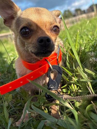 This is a close-up, low-angle, sideways shot of a small tan dog lying in the grass. The dog is wearing a bright orange collar with silver hardware. The dog's face is prominent, with its large, dark eyes looking directly at the camera. Its snout is black, and it has long, black whiskers. The fur on its head is light brown and appears soft. The dog is surrounded by lush green grass and some clover-like plants. In the background, there is a blurred view of a walkway or path and a light blue sky with some white clouds, suggesting it is daytime and the weather is clear. The overall mood of the image is candid and perhaps a bit playful, given the dog's direct gaze. There is no visible text in the image. The scene appears to be outdoors, possibly in a park or backyard.