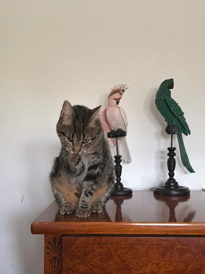 A tabby cat is sitting on a wooden table, with its paw raised to its mouth. Behind the cat are two decorative bird figures on pedestals. One bird is pink and the other is green. The background is a plain, light-colored wall. The table is made of polished wood with intricate carvings. There is no indication of the location being in Rome, Italy.
