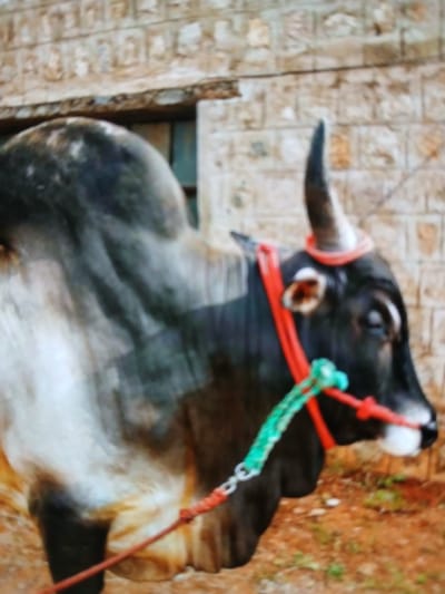 A black and grey bull is depicted wearing red and green rope around its neck and horns. It is located in Bengaluru, India. The bull is facing to the left, with its head angled upwards. The environment consists of a rough wall to the left and earthy ground to the right.