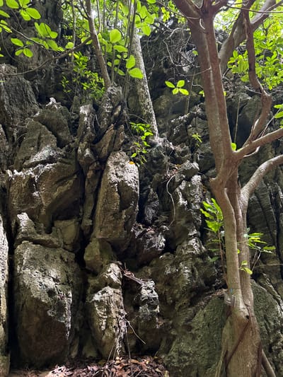 The image shows a rocky cliff face with lush green foliage growing from its crevices. A large tree with a thick trunk and branches is positioned in the foreground, partially obscuring the rocks. The rocks are rugged and weathered, with a textured surface. Several smaller plants and saplings are also visible, some growing directly from the rocks. The lighting suggests an outdoor environment, possibly in a shaded area given the dappled sunlight filtering through the leaves. The scene evokes a natural, somewhat untamed landscape. The location is identified as a cliff in Ao Nang, Thailand, a popular tourist destination known for its limestone karst formations and coastal scenery.