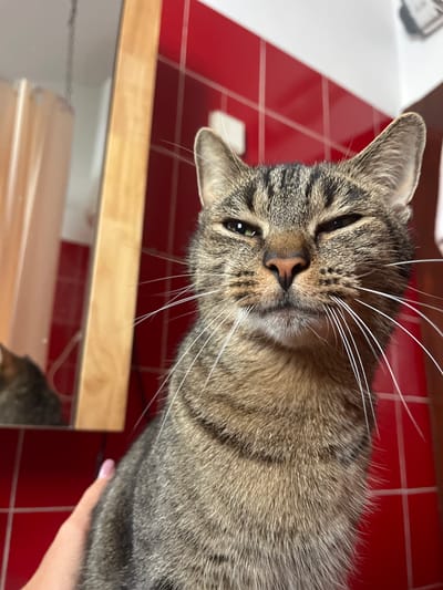 A close-up, eye-level shot shows a tabby cat in what appears to be a bathroom. The cat is facing the camera, with its left eye squinted. The background is a wall of red tiles, and to the left, a wooden cabinet is visible, with a reflection of another cat in a mirror. A hand with pink nail polish is gently petting the cat's fur. The scene is indoors, likely in a domestic setting, and given the user prompt is requesting an image location within Šušanj, Montenegro, it is a plausible depiction of a home environment within that town.