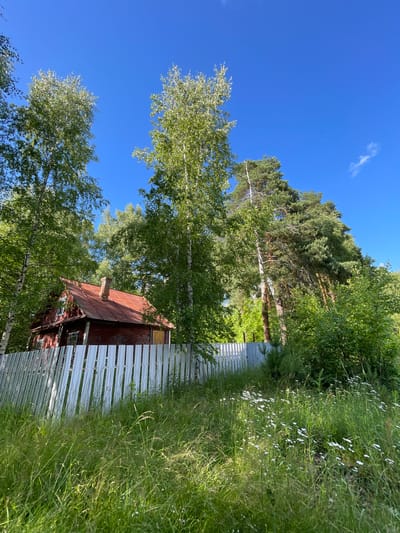 A red wooden house with a rusty tin roof and a brick chimney is partially visible behind a white picket fence in a rural setting. The house is surrounded by lush green trees, including birch and pine trees, under a clear blue sky. The foreground is filled with tall grass and small white wildflowers. The image appears to be taken from a low angle, looking up towards the house and trees. The environment suggests a summer day in a countryside area near the city of Zarechny, Russia. There are no people or animals visible in the frame.