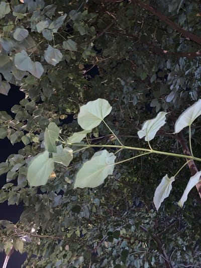 The image depicts a close-up view of a tree with large, light green leaves, set against a dark background. The leaves are heart-shaped with pointed tips and are illuminated from below, creating a soft glow. The branches are thin and a pale green color, with some darker brown branches visible in the background. The foliage is dense, obscuring any view of the sky or surrounding environment. There are no people or animals visible in the image. The lighting suggests it might be nighttime, possibly illuminated by artificial lights. The scene is entirely focused on the natural elements of the tree.