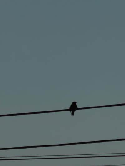 A single bird is silhouetted against a pale, overcast sky, perched on a dark power line. The bird is positioned on the left side of the frame, facing towards the right, with its wings slightly spread. The power line it sits on appears to be one of several running vertically through the image. The overall scene is dark and muted, suggesting either early morning or late evening, or perhaps just a generally cloudy day. The location is identified as Chirchik, Uzbekistan. There is no visible text in the image. The simplicity of the composition, focusing on the solitary bird against the vast, featureless sky, evokes a sense of quiet observation.