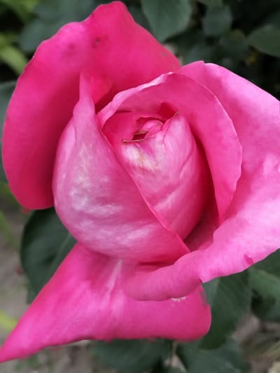 A close-up, vertical photograph captures a vibrant pink rose in a partially open state, set against a blurred green background, in the city of Biliaivka, Ukraine. The rose exhibits rich fuchsia-pink petals, with lighter pink and white streaking visible on the more tightly furled inner petals. The outer petals show slight undulations and minor dark speckling on one petal in the upper left quadrant. The background consists of out-of-focus dark green foliage, suggesting an outdoor garden environment. The lighting appears even, highlighting the contours and texture of the petals. No people or artificial objects are present in the frame.