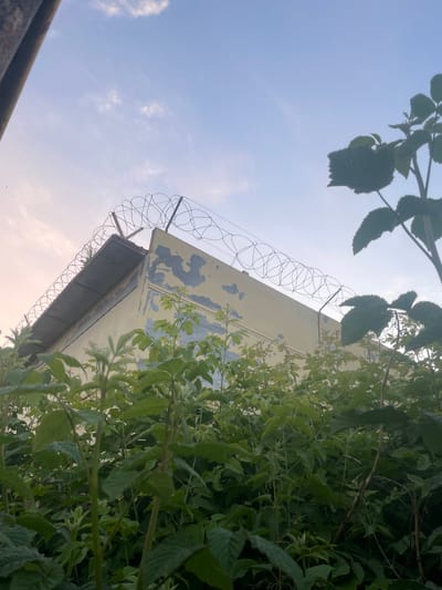 The image depicts an outdoor scene with a clear blue sky. In the foreground, lush green foliage, likely trees or bushes, dominates the right side of the frame, with some leaves also visible in the upper left corner. These leaves are dark green and appear to be in focus.
The central focus of the image is a light-colored, angular structure, possibly a building or part of a fence, with some peeling paint revealing darker patches underneath. Along the top edge of this structure, a coiled barbed wire fence is clearly visible, indicating a possible security perimeter.
The perspective is from a low angle, looking upwards towards the sky and the structure. The lighting suggests it is daytime, likely late afternoon or early morning due to the soft quality of light and the clear sky with a few wispy clouds. No people are visible in the image. The overall impression is one of an overgrown area with an element of security. There is no visible text in the image. The location context provided is Laishevo, Russia.