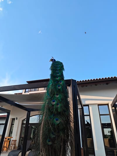 The image shows a peacock perched atop a dark wooden structure in Starosel, Bulgaria. The peacock's vibrant green and blue plumage is prominently displayed, contrasting with the clear blue sky in the background. A bird flies in the distance. Adjacent to the structure is a white building with black-framed windows. A covered patio area is visible, with wooden furniture situated beneath.