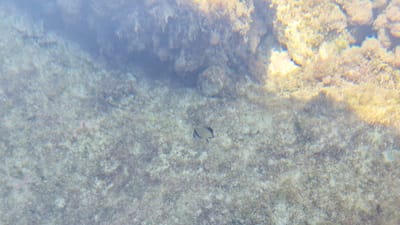 The image shows an underwater scene in the waters off Leporano, Italy. The seafloor is covered in gravel and algae, with some rocky formations visible in the upper portion of the image. A small fish, appearing silvery with dark markings, is swimming in the center of the frame. The water is somewhat murky, with sunlight creating a hazy effect.
