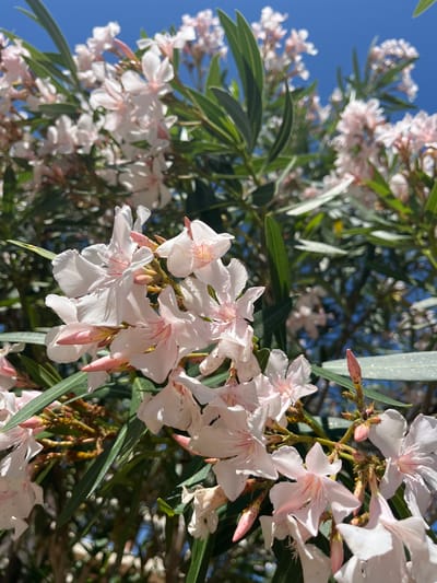 This is a close-up, low-angle photograph of blooming oleander flowers against a bright blue sky. The flowers are primarily white with delicate pink streaks, and some are in bud form, appearing as pointed, pale pink structures. The green, lance-shaped leaves of the oleander plant are interspersed among the blossoms. The background shows more of the plant and hints of sunlight filtering through the foliage. The scene appears to be outdoors, possibly in a garden or park setting within the city of Bar, Montenegro, given the typical Mediterranean flora and climate. There are no people or other visible subjects in the frame. The image captures the vibrant details of the flowers and leaves, suggesting a sunny day.
