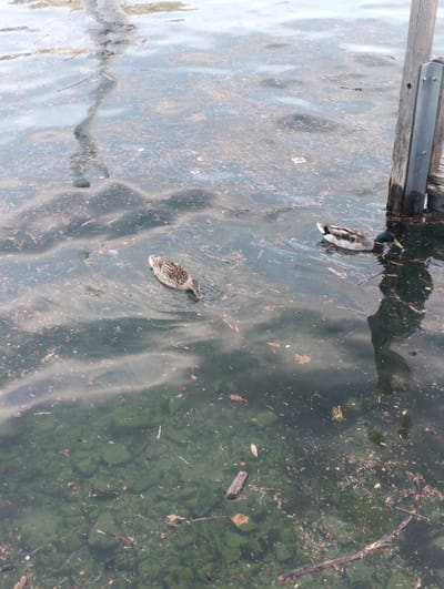 The image shows two ducks swimming in the murky waters of Lake Lugano, Switzerland. The water is filled with debris, including leaves, twigs, and other organic matter, indicating a natural environment. A wooden pier is visible on the right side of the image, suggesting the ducks are near a docking area. The water is a dark green color, with visible rocks and vegetation on the lakebed. The lighting suggests it is daytime.