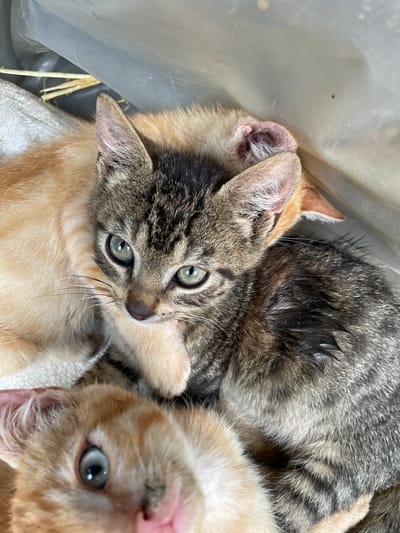 This is a close-up, high-angle shot of three kittens huddled together inside a gray plastic container. The kitten in the foreground, with tabby markings and striking green eyes, is the most prominent. To its left is a light orange kitten, and behind them, another orange kitten is partially visible. The kittens appear to be young, with soft fur and large eyes. The environment suggests a shelter or temporary holding area, indicated by the plastic container and what looks like bedding or hay. No people are visible in the image, and no specific Zlatograd landmarks are present.